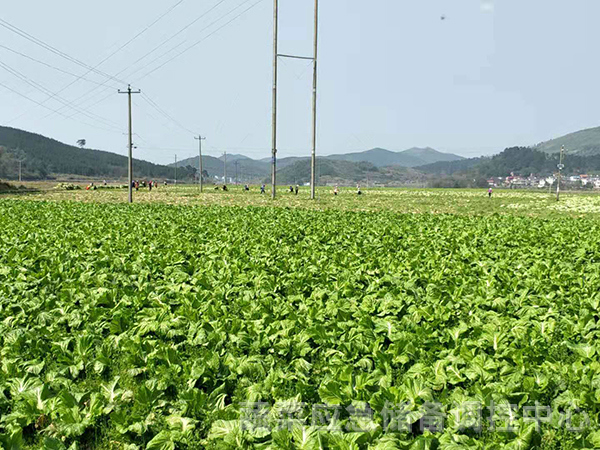 郴州市蔬菜应急储备调控中心,郴州蔬菜储备调控与基地建设
