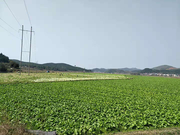 郴州市蔬菜应急储备调控中心,郴州蔬菜储备调控与基地建设