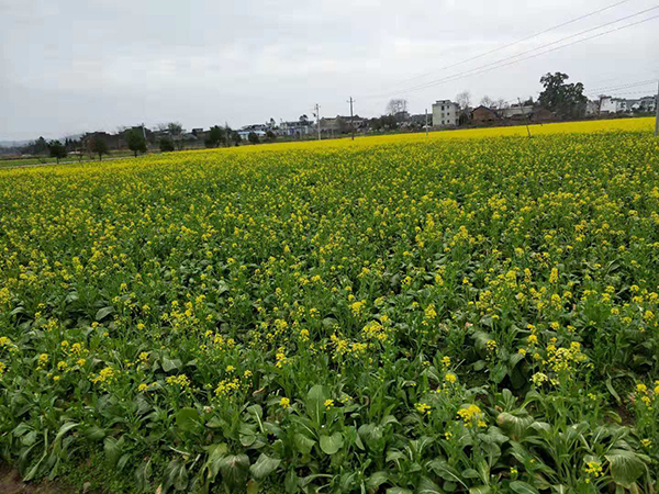 郴州市蔬菜应急储备调控中心,郴州蔬菜储备调控与基地建设