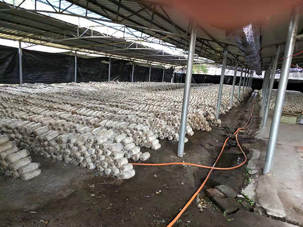 郴州市蔬菜应急储备调控中心,郴州蔬菜储备调控与基地建设