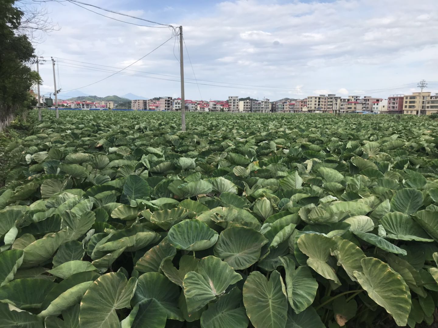 郴州市蔬菜应急储备调控中心,郴州蔬菜储备调控与基地建设