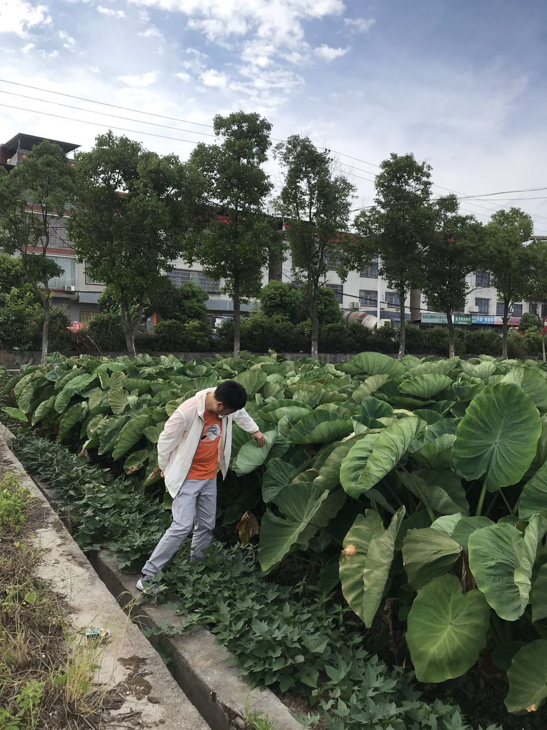 郴州市蔬菜应急储备调控中心,郴州蔬菜储备调控与基地建设