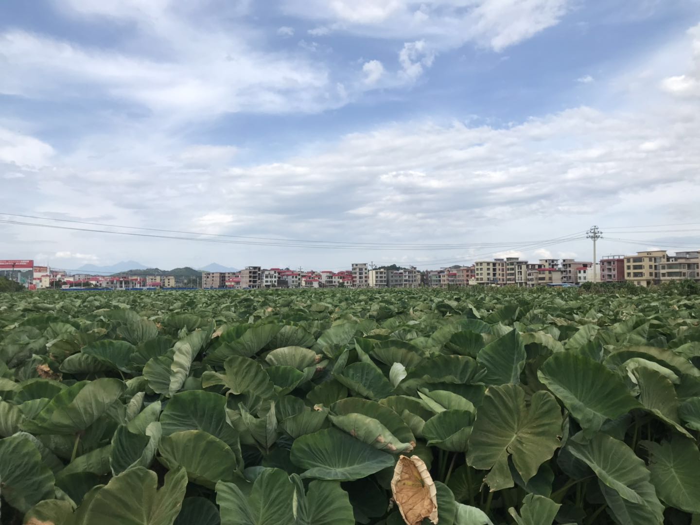 郴州市蔬菜应急储备调控中心,郴州蔬菜储备调控与基地建设