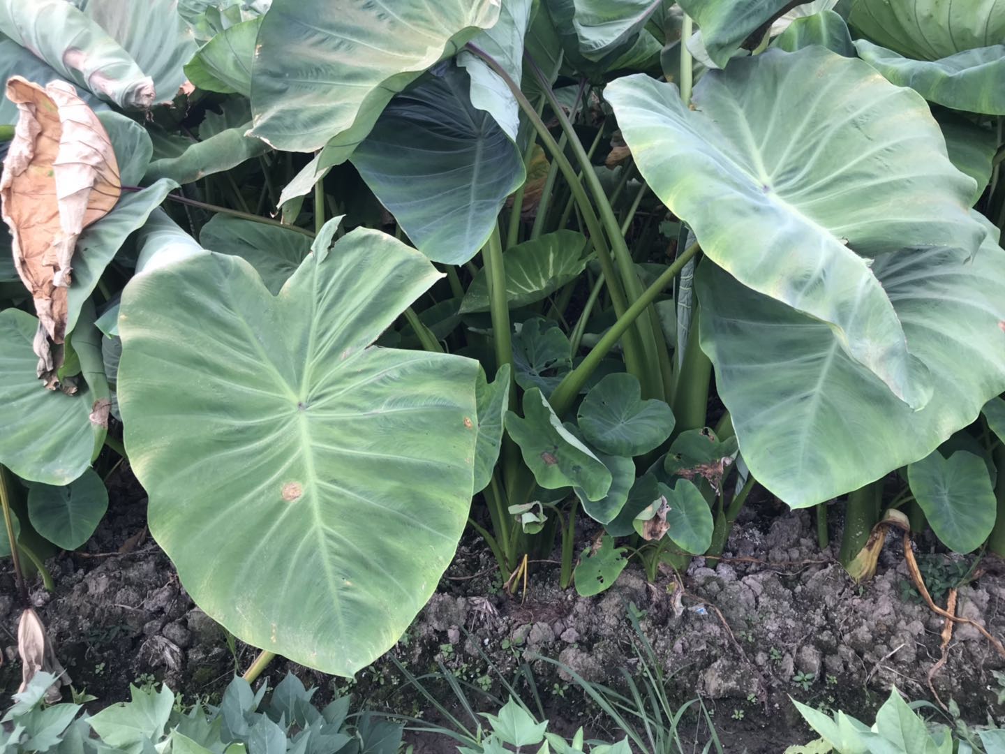 郴州市蔬菜应急储备调控中心,郴州蔬菜储备调控与基地建设