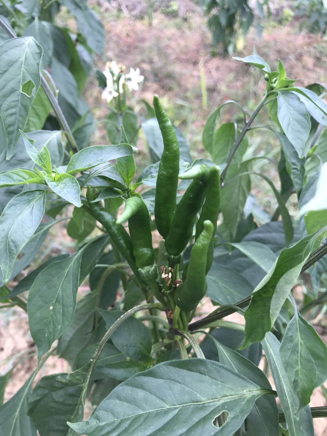 郴州市蔬菜应急储备调控中心,郴州蔬菜储备调控与基地建设