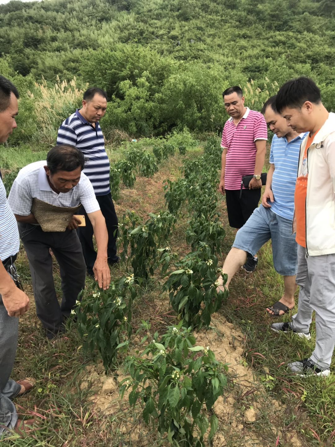 郴州市蔬菜应急储备调控中心,郴州蔬菜储备调控与基地建设