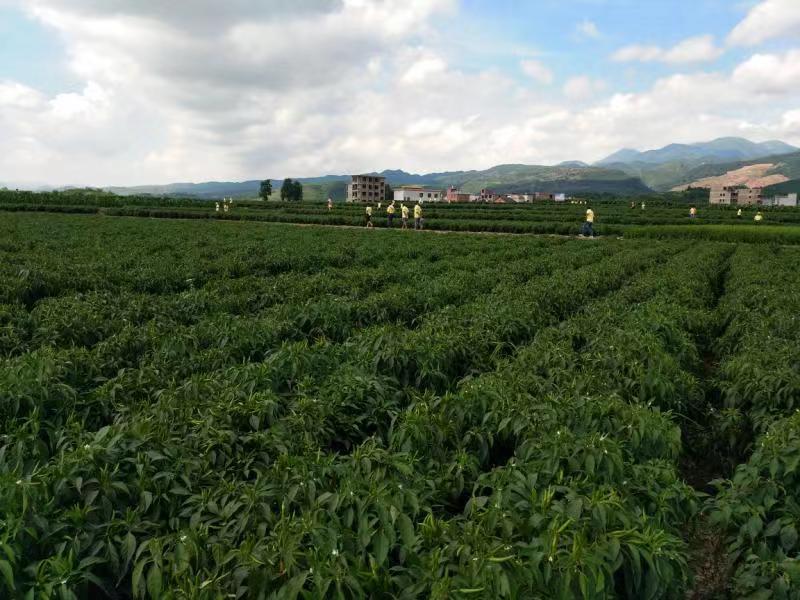 郴州市蔬菜应急储备调控中心,郴州蔬菜储备调控与基地建设