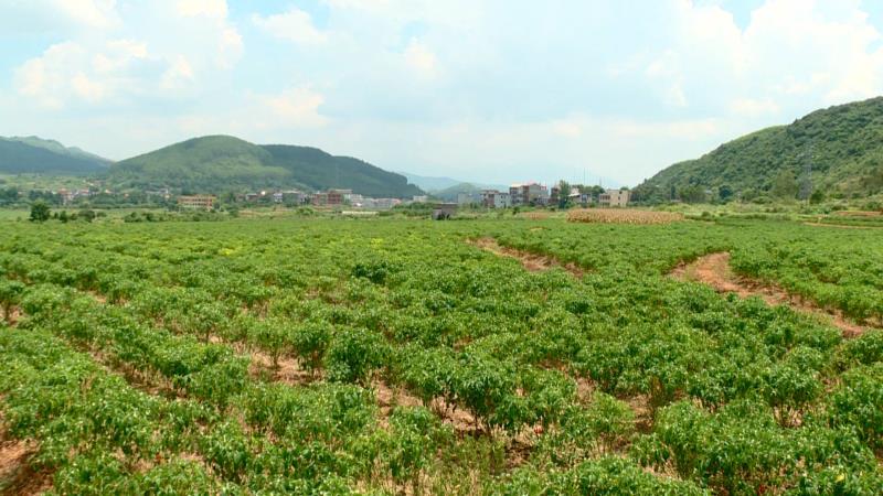 郴州市蔬菜应急储备调控中心,郴州蔬菜储备调控与基地建设