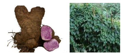 郴州市蔬菜应急储备调控中心,郴州蔬菜储备调控与基地建设