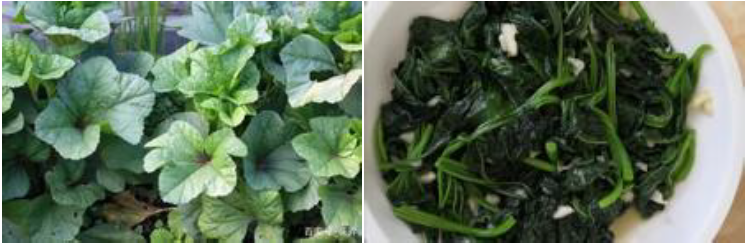 郴州市蔬菜应急储备调控中心,郴州蔬菜储备调控与基地建设