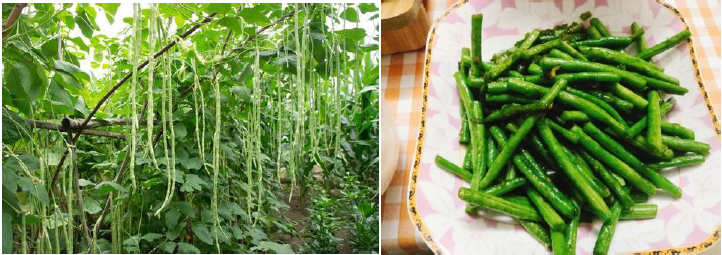 郴州市蔬菜应急储备调控中心,郴州蔬菜储备调控与基地建设