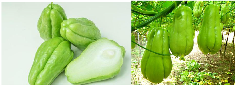 郴州市蔬菜应急储备调控中心,郴州蔬菜储备调控与基地建设