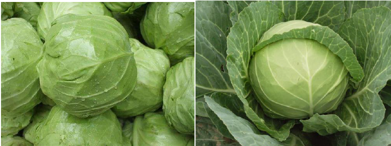 郴州市蔬菜应急储备调控中心,郴州蔬菜储备调控与基地建设