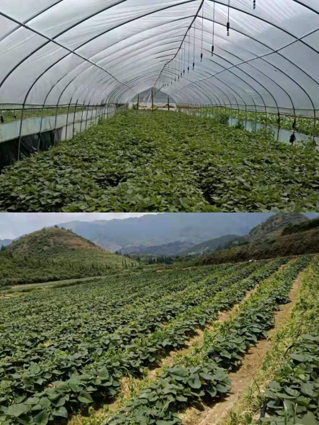 郴州市蔬菜应急储备调控中心,郴州蔬菜储备调控与基地建设