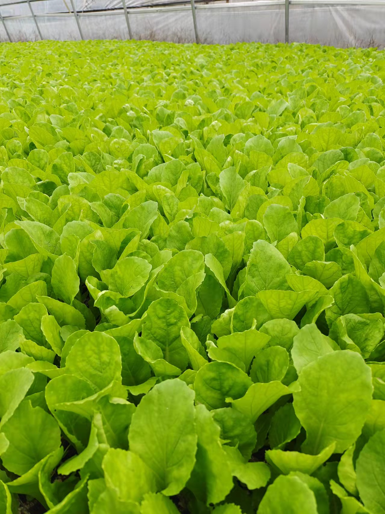 郴州市蔬菜应急储备调控中心,郴州蔬菜储备调控与基地建设