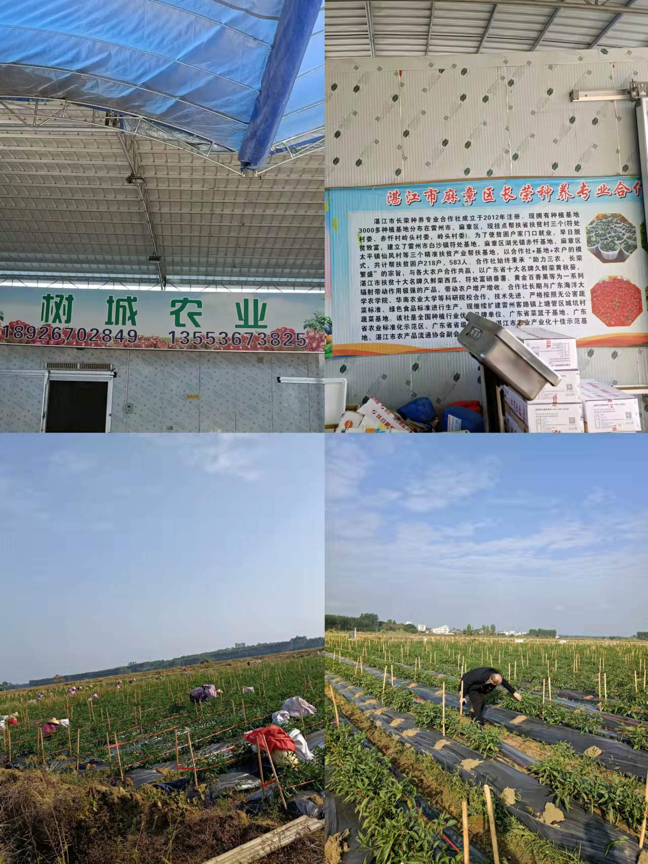 郴州市蔬菜应急储备调控中心,郴州蔬菜储备调控与基地建设