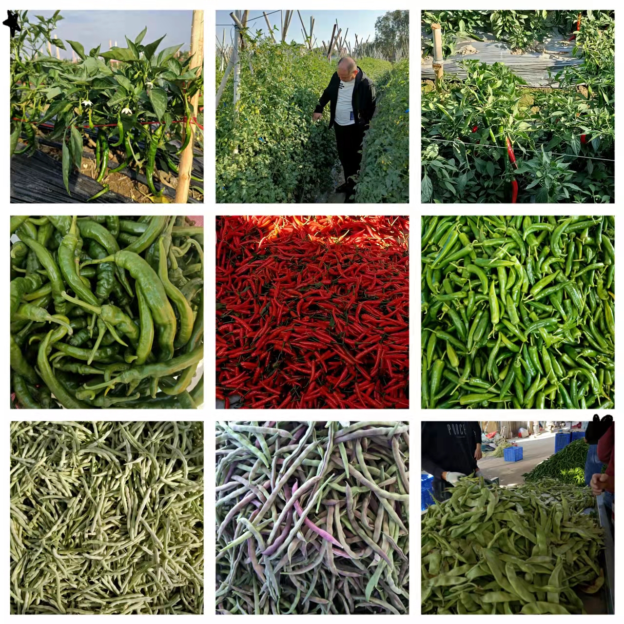 郴州市蔬菜应急储备调控中心,郴州蔬菜储备调控与基地建设