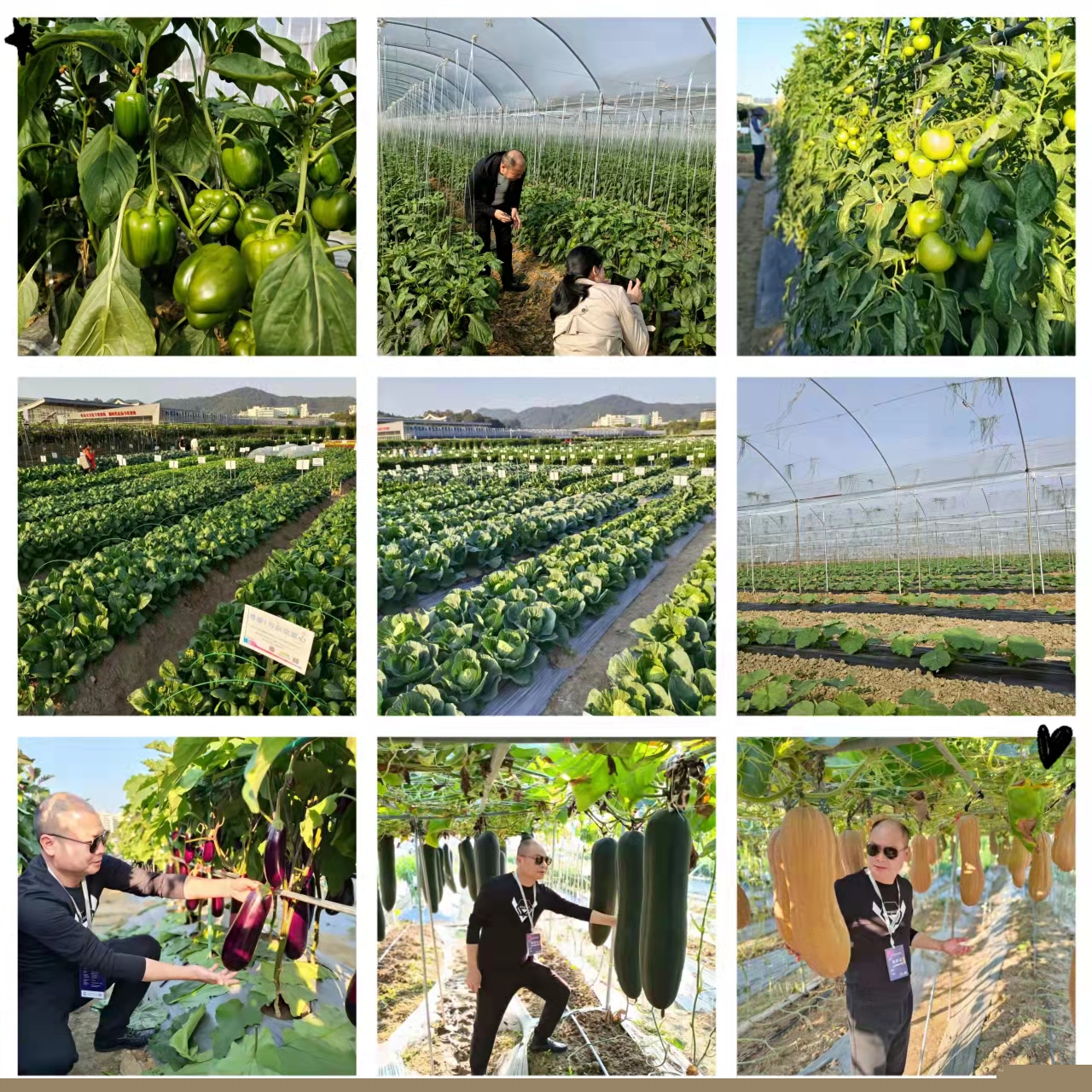 郴州市蔬菜应急储备调控中心,郴州蔬菜储备调控与基地建设